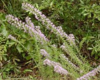 liatris spicata r.jpg